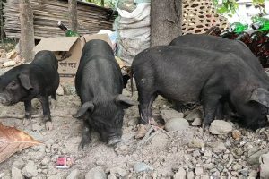 चितवनमा अफ्रिकन स्वाइन फिभरका कारण १ सय बढी बंगुर मरे