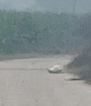 चन्द्रनिगाहपुरमा शंकास्पद वस्तु फेला, सेनाको टोली परिचालन