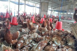 काठमाडौंमा बर्डफ्लुको प्रकोप: गोकर्णेश्वरका तीन वडामा नियन्त्रण अभियान तीव्र