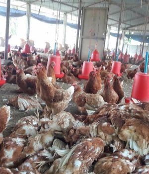 काठमाडौंमा बर्डफ्लुको प्रकोप: गोकर्णेश्वरका तीन वडामा नियन्त्रण अभियान तीव्र