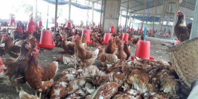 काठमाडौंमा बर्डफ्लुको प्रकोप: गोकर्णेश्वरका तीन वडामा नियन्त्रण अभियान तीव्र