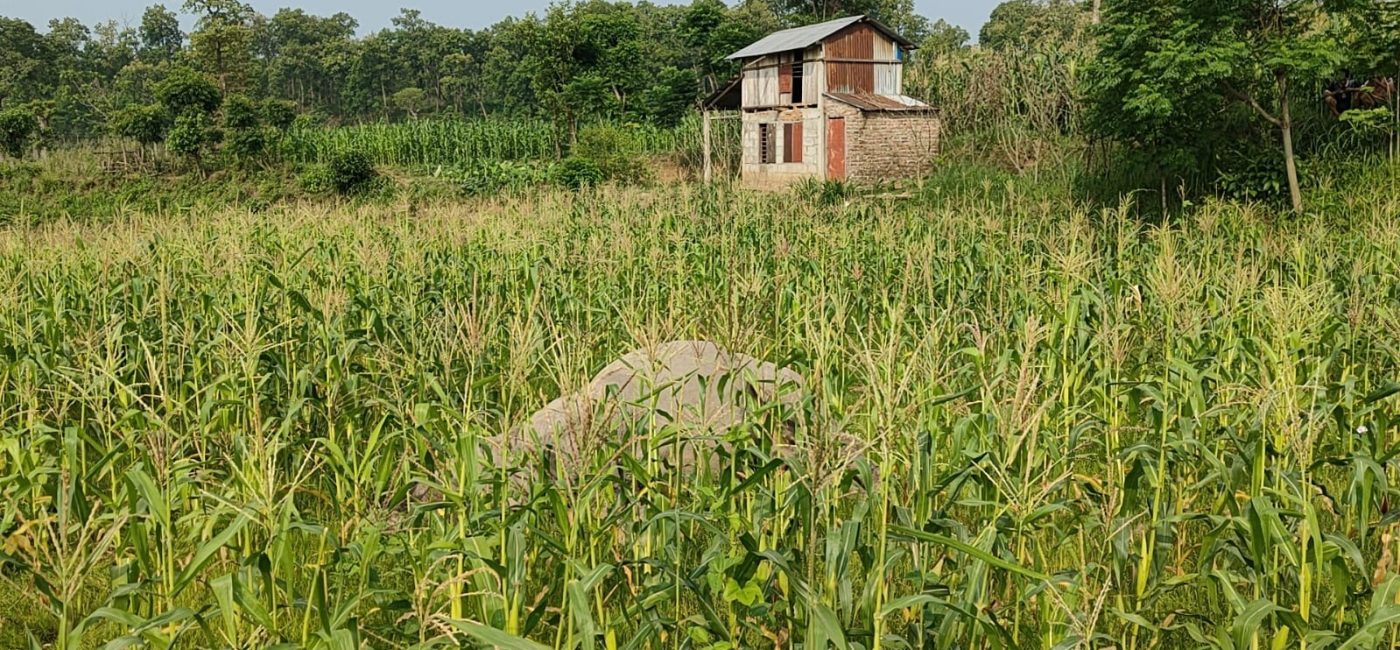 कावासोतीमा भाले गैँडा मृत अवस्थामा फेला