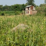 कावासोतीमा भाले गैँडा मृत अवस्थामा फेला