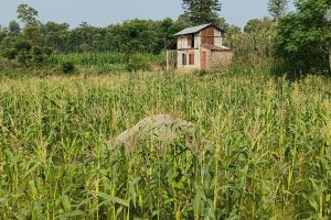 कावासोतीमा भाले गैँडा मृत अवस्थामा फेला