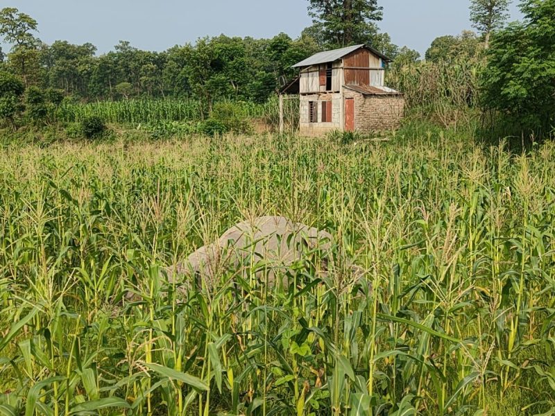 कावासोतीमा भाले गैँडा मृत अवस्थामा फेला