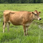 गैँडाकोटमा गाई काटेको आरोपमा एक जना पक्राउ