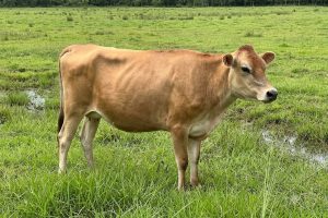 गैँडाकोटमा गाई काटेको आरोपमा एक जना पक्राउ