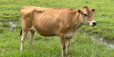 गैँडाकोटमा गाई काटेको आरोपमा एक जना पक्राउ