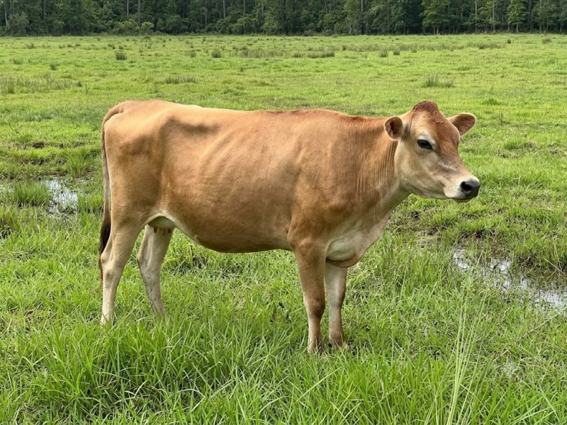 गैँडाकोटमा गाई काटेको आरोपमा एक जना पक्राउ